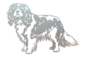 Cavalier Spaniel Stock Art