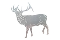 Red Buck DXF File