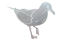 Seagull Looking_Down DXF File