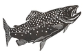 Swimming Up Trout DXF File