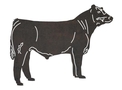 Angus Bull DXF File