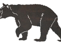 Walking Black Bear DXF File