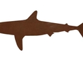 Reef Shark Silhouette DXF File